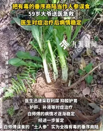 垂序商陆中毒科普